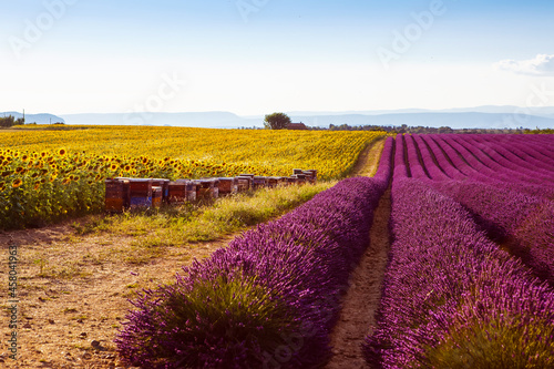 Beautiful blooming purple lavender fields near Valensole in Provence, France. Typical traditonal provencal landscape on sunset with blossoming flowers