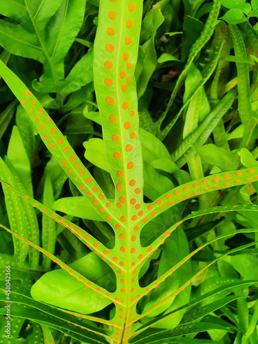 Close-up of the commonly known king fern or warts fern. That has orange spores (Referred to as called sori) arranged beautifully under the fresh green leaves. The sporangium is on the back of the leaf photo