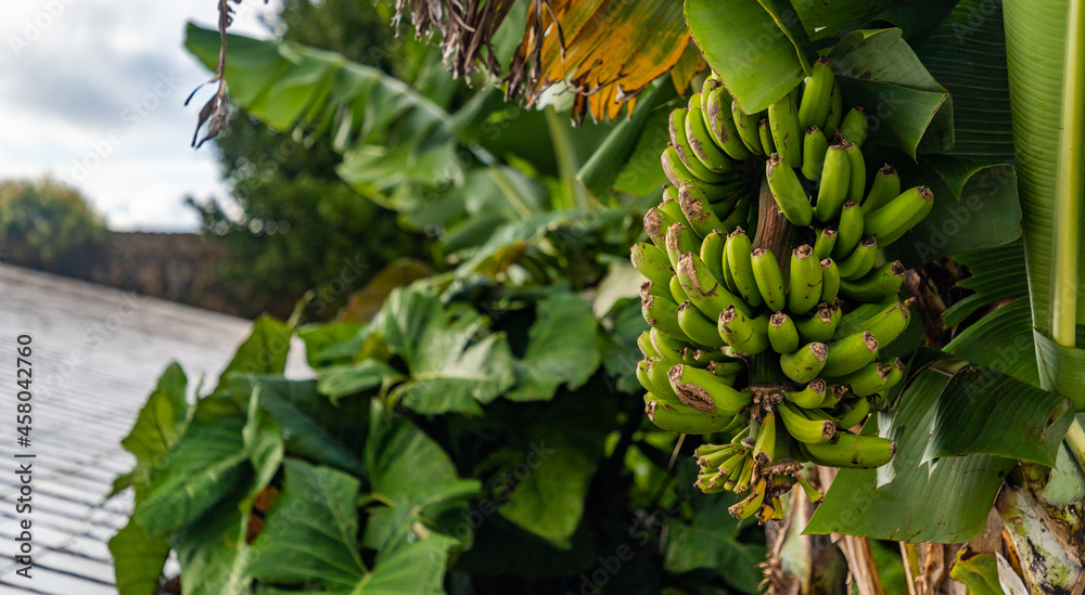 Obraz premium Banana Tree