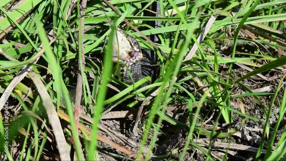 Grass snake (Natrix natrix), sometimes called the ringed snake or water snake, swallows, eating the caught frog in middle of green grass. Frog's head peeks out of snake's mouth. Wild nature. Ecosystem Grass snake (Natrix natrix), sometimes called the ringed snake or water snake, swallows, eating the caught frog in middle of green grass. Frog's head peeks out of snake's mouth. Wild nature. Ecosystem