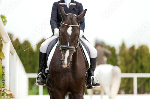 Dressage. Horse portrait before start. Horse rider girl and horse. Equestrian competition show. Sport. Green outdoor trees background. Thoroughbred beautiful stallion. Banner for website