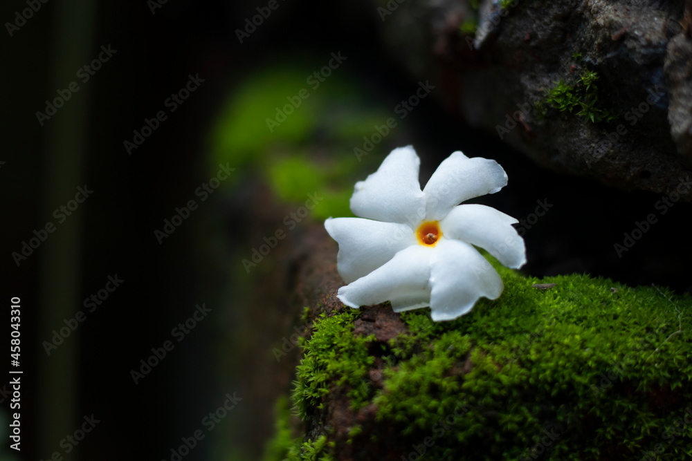 Night flowering jasmine Shiuli flower Stock Photo Adobe Stock