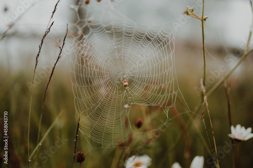 Brown spider weaves a web in a foggy forest