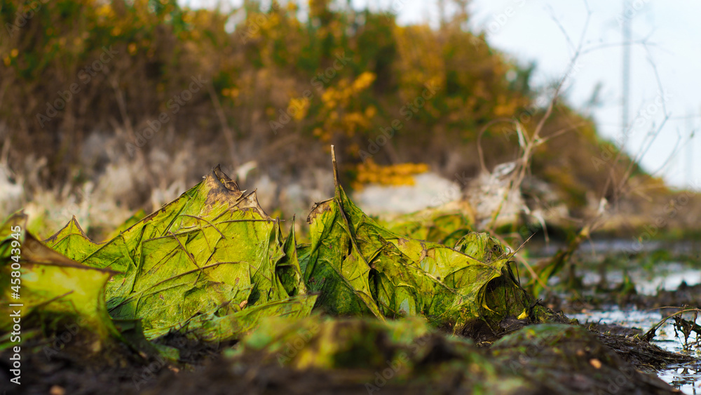 Fototapeta premium Dépôts de pollen dans un fossé gorgé d'eau, dans la forêt des Landes de Gascogne