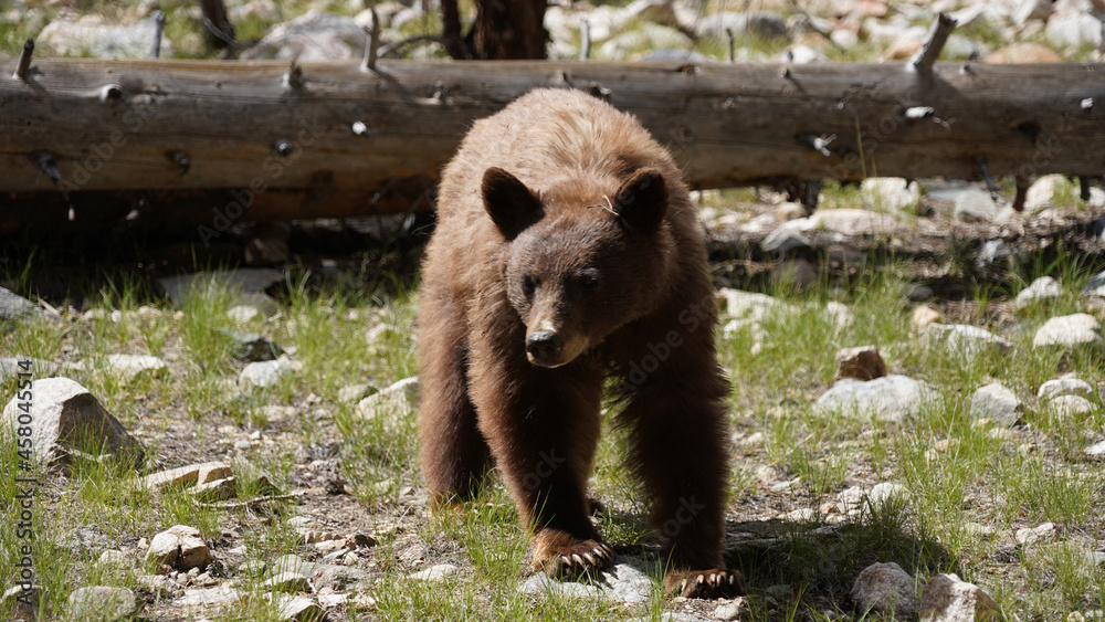custom made wallpaper toronto digitalWild Black Bear sighting near Kearsarge Pass in the Sierra Nevada Mountain Range of California, USA.