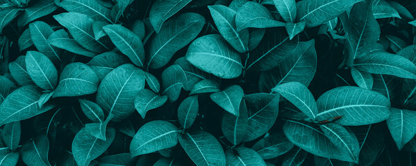 tropical leaves, abstract green leaves texture, nature background