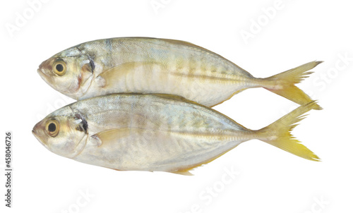 Fototapeta Naklejka Na Ścianę i Meble -  Fresh yellow strip trevally fish isolated on white background