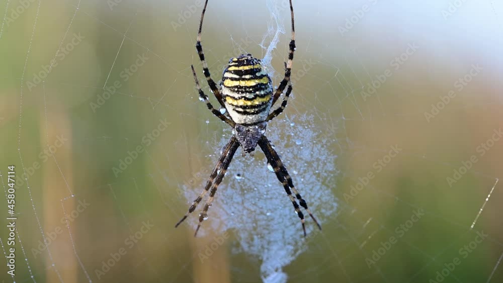 Wasp spider sits in their net with morning dew, late summer, (argiope bruennichi), lower saxony, germany Wasp spider sits in their net with morning dew, late summer, (argiope bruennichi), lower saxony, germany