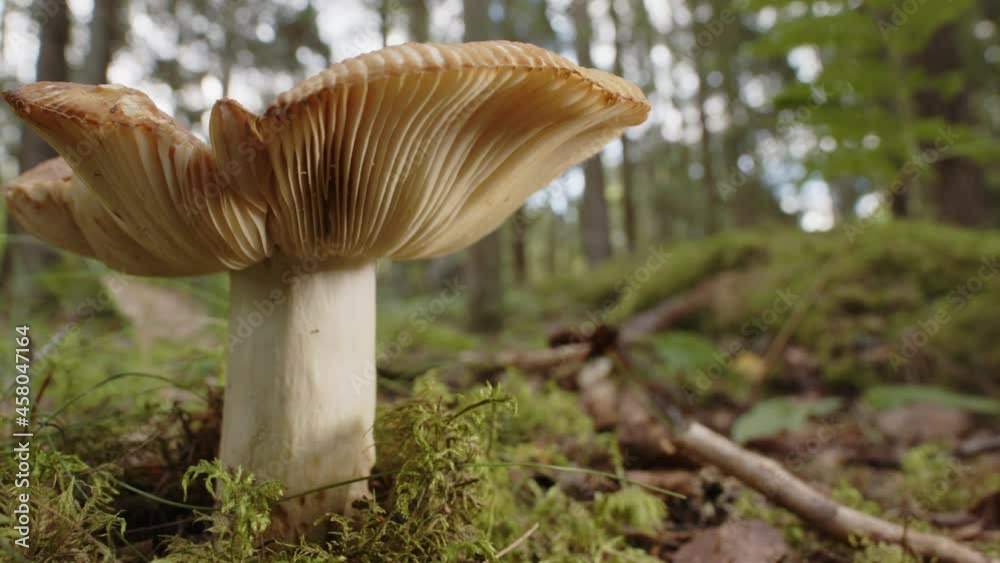 PANNING SHOT of a Russula Cerolens mushroom growing in a forest PANNING SHOT of a Russula Cerolens mushroom growing in a forest