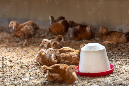 young chicken on organic farm