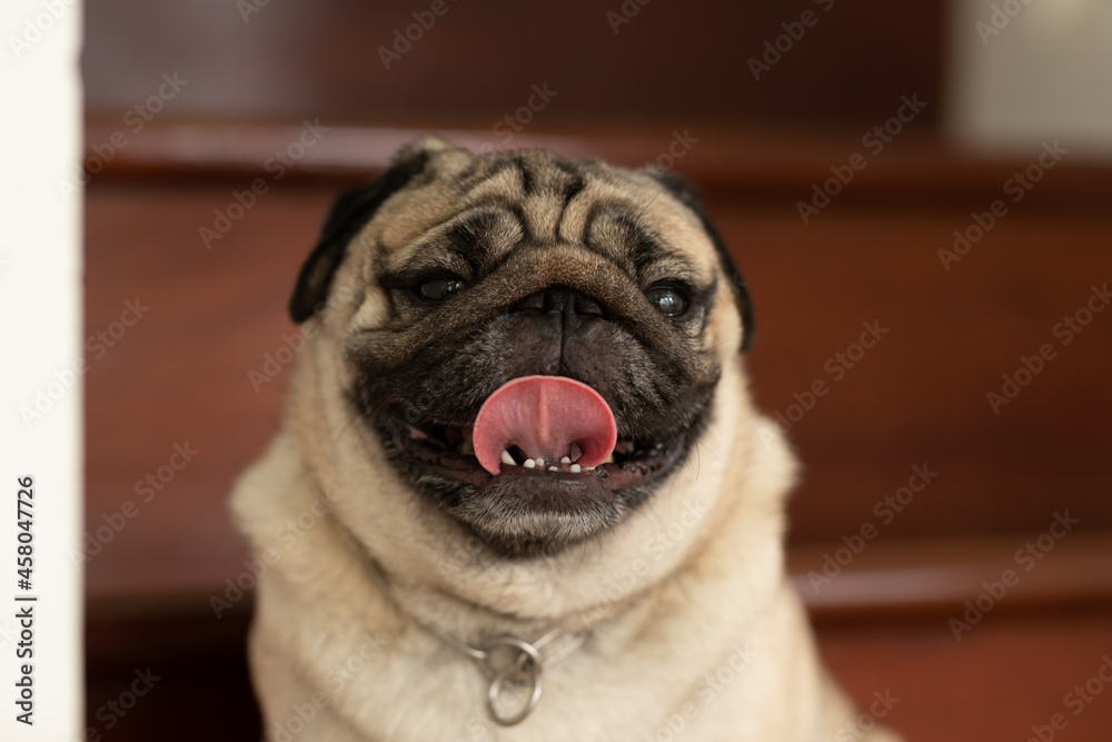 Happiness Adorable cute dog pug breed lying on floor and looking up to something.Funny dog making question face smile at home.Dog wake up looking find owner