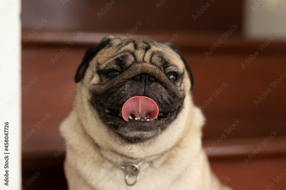 Happiness Adorable cute dog pug breed lying on floor and looking up to something.Funny dog making question face smile at home.Dog wake up looking find owner Happiness Adorable cute dog pug breed lying on floor and looking up to something.Funny dog making question face smile at home.Dog wake up looking find owner