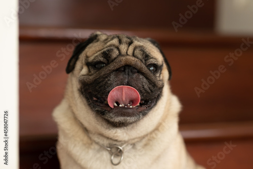 Happiness Adorable cute dog pug breed lying on floor and looking up to something.Funny dog making question face smile at home.Dog wake up looking find owner © 220 Selfmade studio