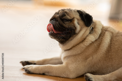 Happiness Adorable cute dog pug breed lying on floor and looking up to something.Funny dog making question face smile at home.Dog wake up looking find owner