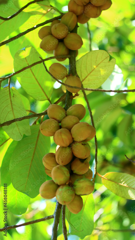 Myristica irya fruit or pianggu fruit on tree in Bogor, Indonesia.