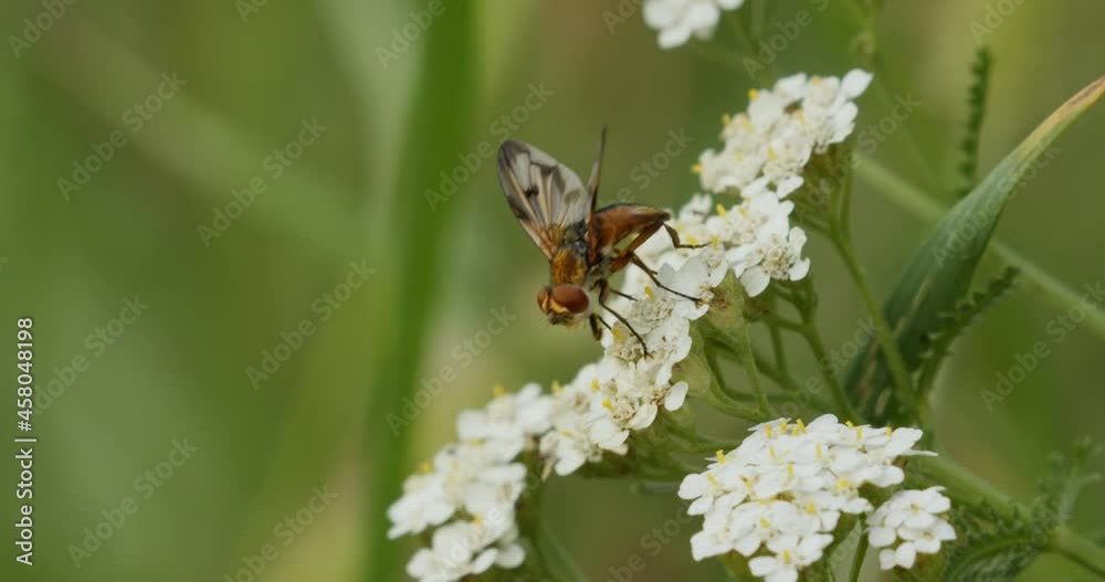 A fly on the flowers of Achillea millefolium, commonly known as yarrow A fly on the flowers of Achillea millefolium, commonly known as yarrow