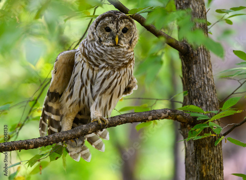 Barred Owl with open eyes sitting on tree branch and stretching its wing in summer