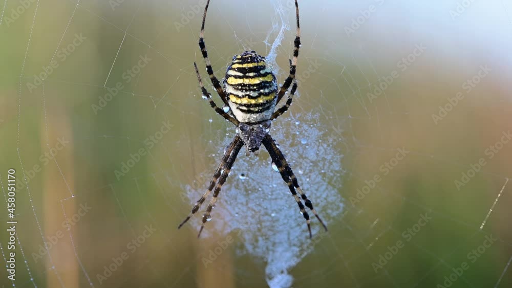 Wasp spider sits in their net with morning dew, late summer, (argiope bruennichi), lower saxony, germany
Wasp spider sits in their net with morning dew, late summer, (argiope bruennichi), lower saxony, germany