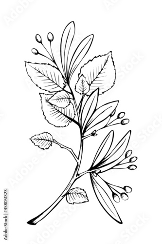 linden tree branch leaves sketch sketch illustration black and white