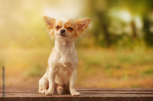 White long-haired Chihuahua puppy. Dog in nature.