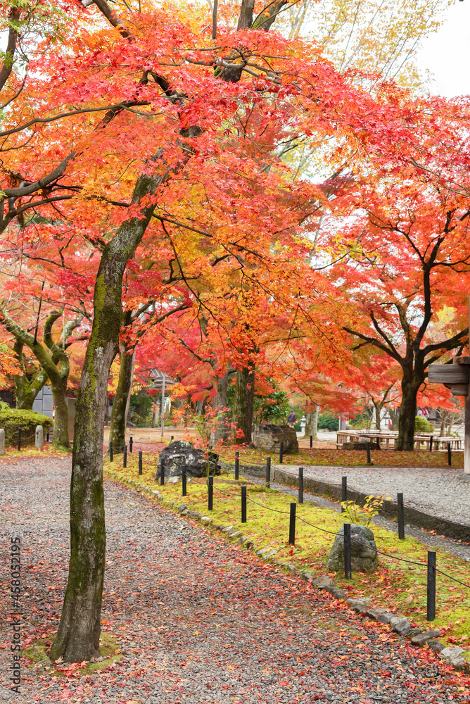 Naklejka premium Red maple tree in Kyoto, Japan. Autumn season background