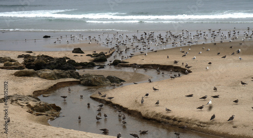 seabirds on the sandy beach,  Leixoes, Portugal