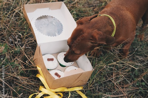 Close up brown dachshund sniffs dog's cupcake box. Cute dog is eating treatment. Cake for dogs.