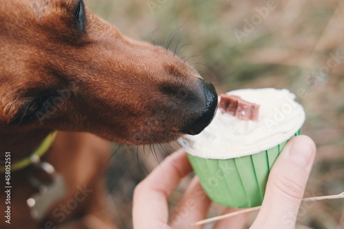 Close up brown dachshund is eating dog's cupcake. Cute dog is eating treatment. Cake for dogs.