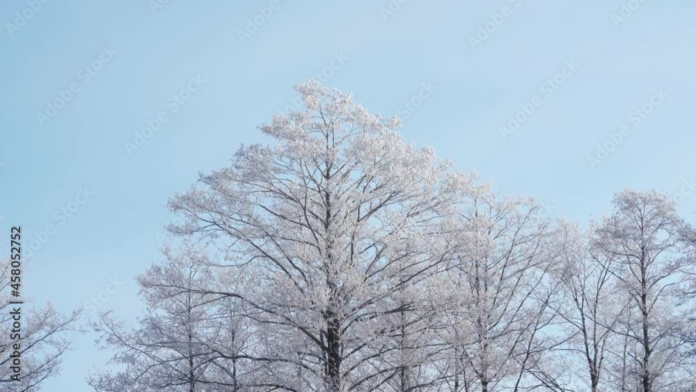 View of snow-covered pines in the winter forest. Distortion from hot air. Turbulent convection. View of snow-covered pines in the winter forest. Distortion from hot air. Turbulent convection.