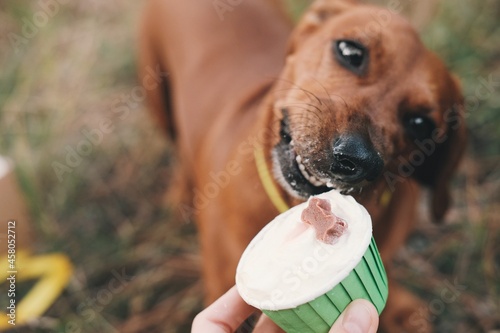 Close up brown dachshund is eating dog's cupcake. Cute dog is eating treatment. Cake for dogs.