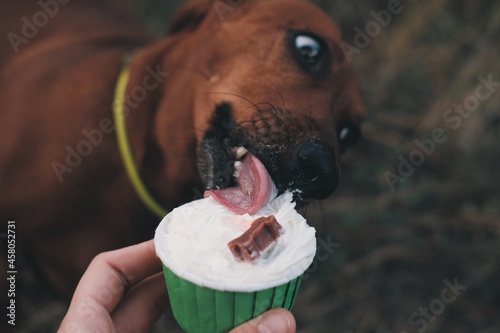 Close up brown dachshund is eating dog's cupcake. Cute dog is eating treatment. Cake for dogs.