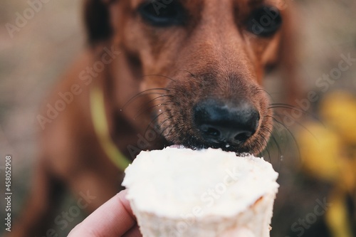 Close up brown dachshund is eating dog's cupcake. Cute dog is eating treatment. Cake for dogs.