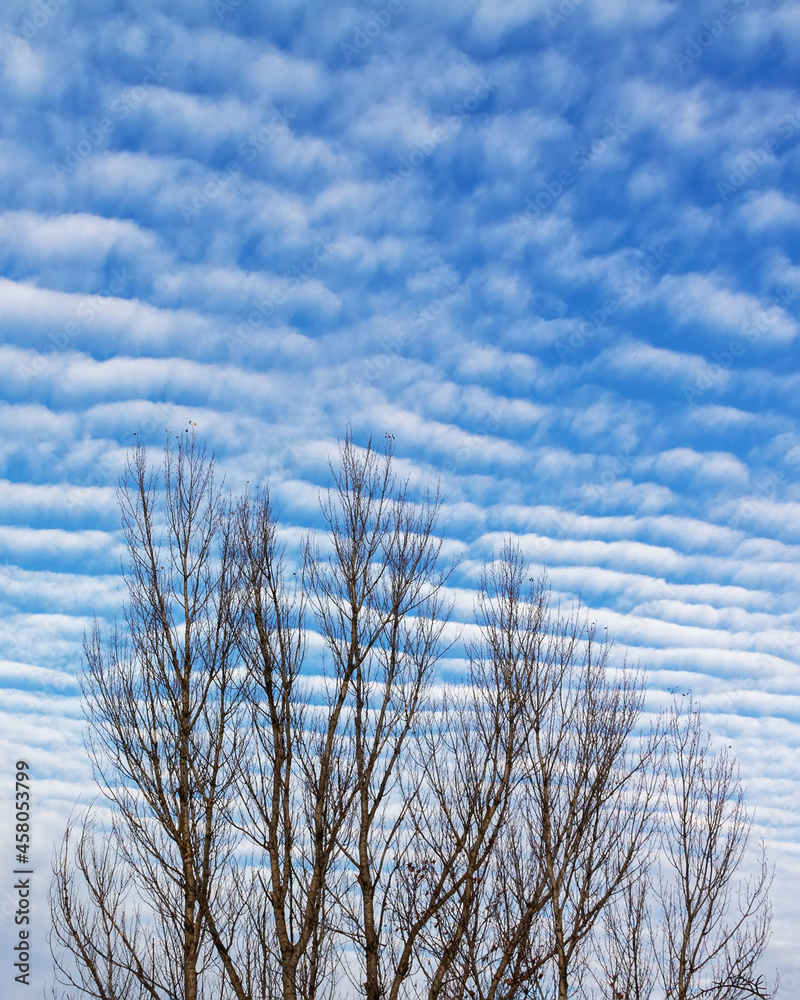 tree branches with fallen leaves on the background of a beautiful blue sky with clouds tree branches with fallen leaves on the background of a beautiful blue sky with clouds