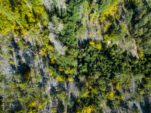 Aerial top down view of autumn forest with green and yellow trees. Mixed deciduous and coniferous forest. Forest from above. Colorful forest aerial view. 