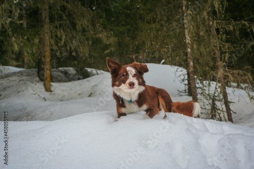 Dog in winter © Bettina
