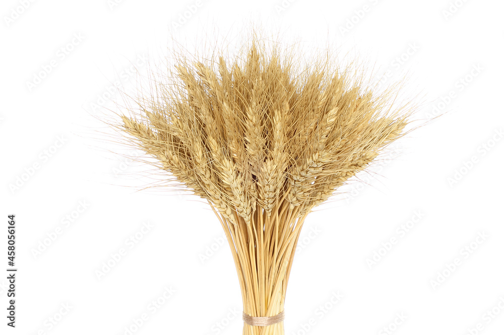 Fototapeta premium Bunch of spikelets of wheat close-up isolated on white background
