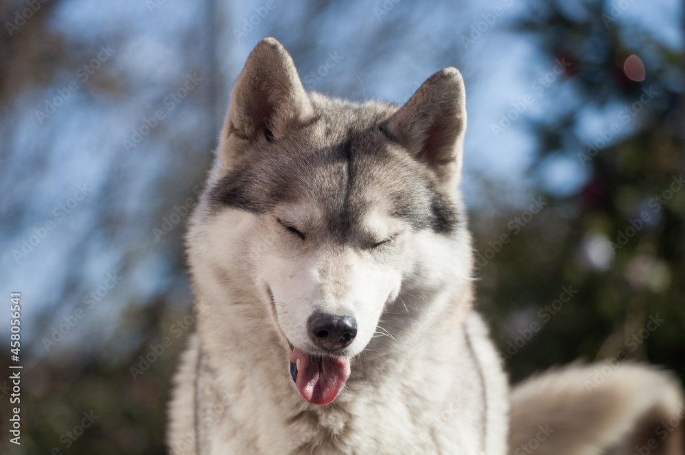 Obraz premium Siberian husky puppy on the street 
