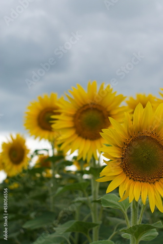 sunflower field in the summer