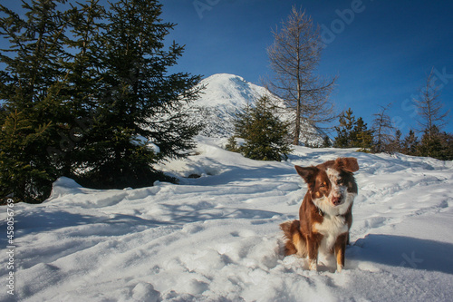 Fototapeta Naklejka Na Ścianę i Meble -  Dog in winter