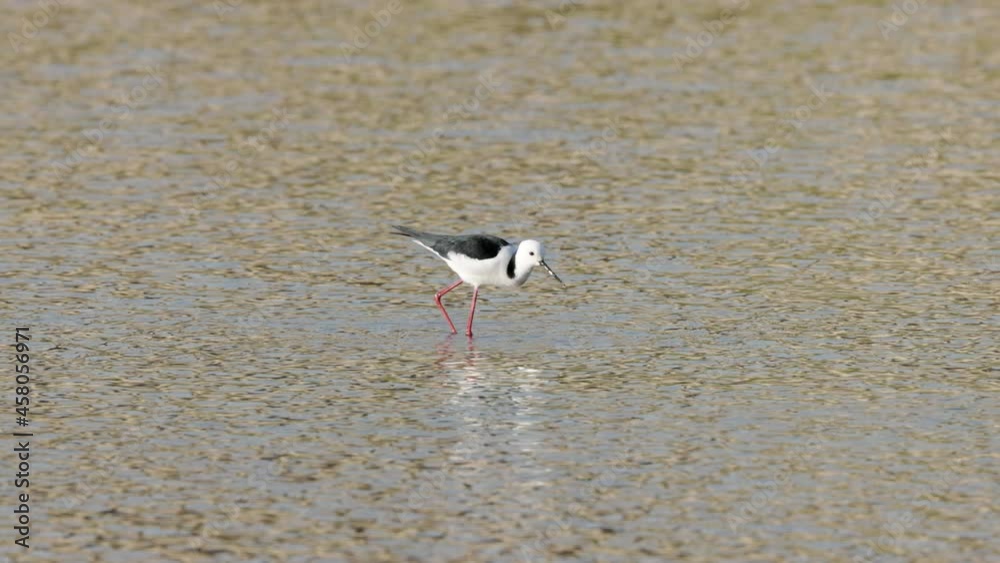 a slow motion clip of a black-winged stilt feeding at a wetland on the central coast of nsw, australia a slow motion clip of a black-winged stilt feeding at a wetland on the central coast of nsw, australia