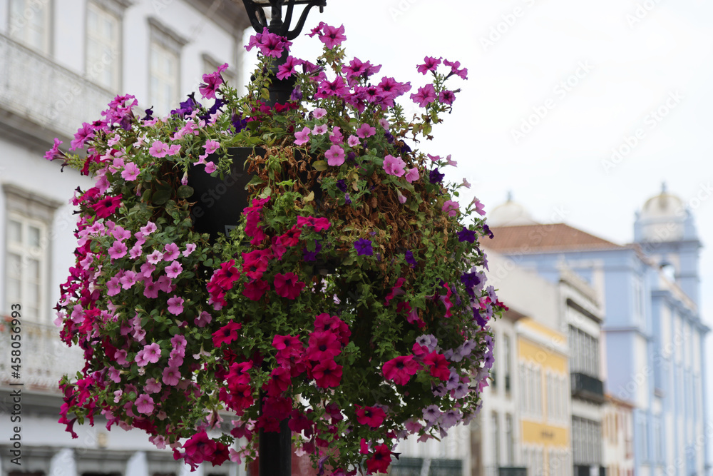 Flower pot in the street in Angra do Heroismo, Terceira island, Azores