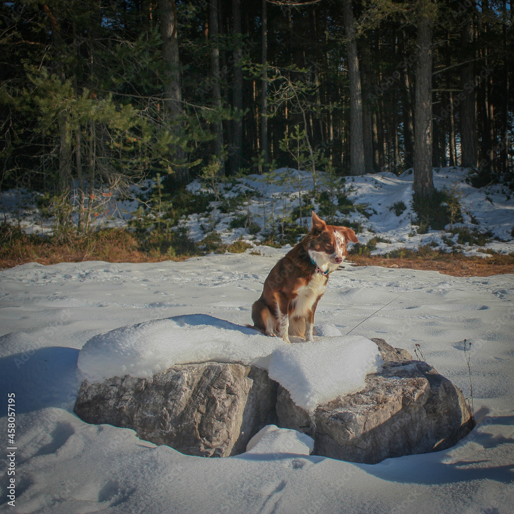 Dog in winter
