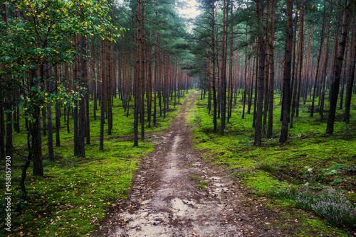 leśna droga i zielony mech forest road and green moss