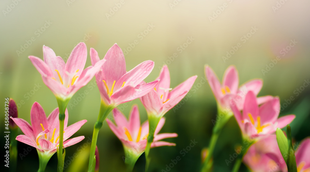 Pink crocus flowers on nature blurry background. Spring flower blossom in the garden. Beautiful nature scene with blooming sun flare.