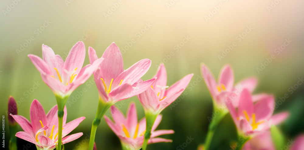 Pink crocus flowers on nature blurry background. Spring flower blossom in the garden under sunlight using as background natural flora landscape, ecology cover page concept.