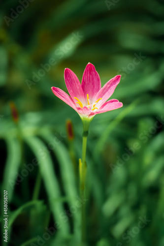 Pink crocuses flowers on blurry green leaves in early spring. blossom in the garden.