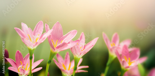 Pink crocus flowers on nature blurry background. Spring flower blossom in the garden under sunlight using as background natural flora landscape  ecology cover page concept.