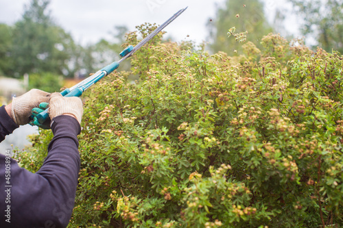 Farmer hands make pruning of bushes with large garden shears.
