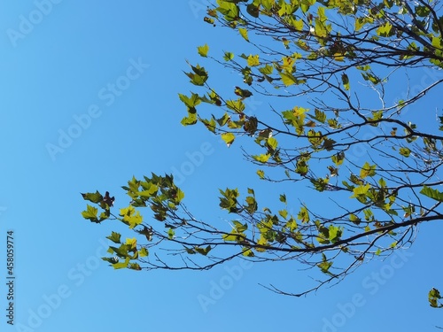 autumn leaves green on blue sky background in september