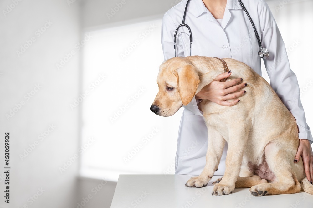 Young veterinarian checking up the dog on table in a veterinary clinic.
